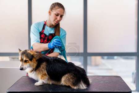 Photo for A girl groomer thoroughly dries the hair of a corgi dog with a hair dryer after washing it in professional pet grooming salon - Royalty Free Image