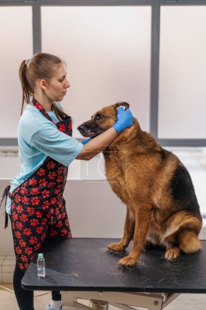 Téléchargez les photos : Le toiletteur essuie soigneusement les oreilles d'un chien de berger avec de la laine de coton dans le portrait professionnel de chien de salon de soins et d'hygiène pour animaux de compagnie - en image libre de droit