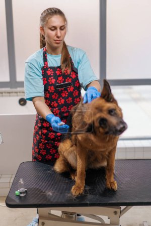 Foto de El peluquero limpia a fondo las orejas de un perro pastor con lana de algodón en el cuidado profesional de mascotas y el retrato de perro de salón de higiene - Imagen libre de derechos