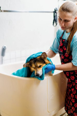 Téléchargez les photos : Toiletteur essuie un chien corgi avec une serviette dans la salle de bain après le lavage dans un salon de toilettage soins pour animaux portrait d'animal humide - en image libre de droit