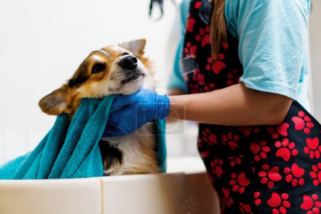 Foto de Peluquero limpia un perro corgi con una toalla en el baño después de lavarse en un salón de aseo cuidado de mascotas retrato de animal húmedo - Imagen libre de derechos