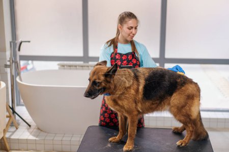 Téléchargez les photos : Une jeune fille toiletteuse peigne soigneusement la fourrure d'un chien de berger dans le salon professionnel soin des animaux procédure hygiénique - en image libre de droit