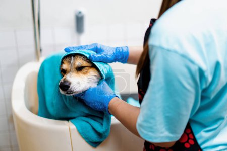 Photo for Groomer wipes a corgi dog with a towel in the bathroom after washing in a grooming salon pet care portrait of wet animal - Royalty Free Image