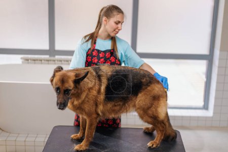 Foto de Una joven peinadora peina cuidadosamente el pelaje de un perro pastor en el salon profesional de cuidado de mascotas procedimiento higiénico - Imagen libre de derechos