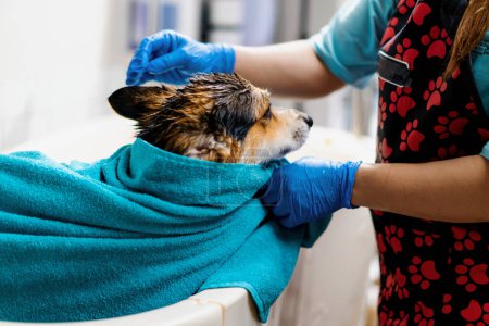 Téléchargez les photos : Toiletteur essuie un chien corgi avec une serviette dans la salle de bain après le lavage dans un salon de toilettage soins pour animaux portrait d'animal humide - en image libre de droit