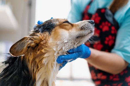 Foto de Un peluquero lava perro corgi en el baño con un champú especial en un salón de aseo cuidado de mascotas retrato de un animal mojado - Imagen libre de derechos