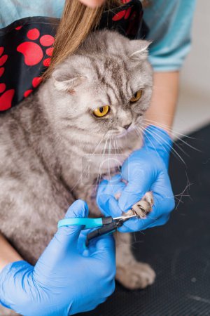 Foto de Un peluquero recorta las garras de un gato con un procedimiento especial de higiene de herramientas un retrato animal cuidado de mascotas - Imagen libre de derechos