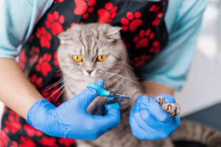 Foto de Un peluquero recorta las garras de un gato con un procedimiento especial de higiene de herramientas un retrato animal cuidado de mascotas - Imagen libre de derechos