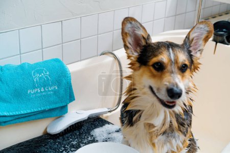Photo for A groomer washes corgi dog in the bathroom with a special shampoo in a grooming salon pet care portrait of a wet animal - Royalty Free Image