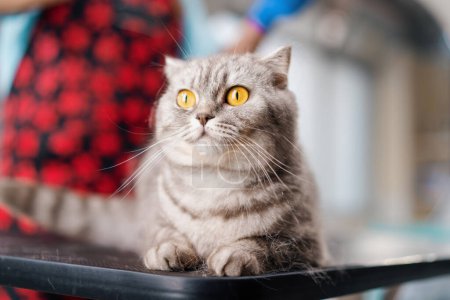 Téléchargez les photos : Portrait d'un petit chat gris moelleux mignon avec de gros yeux un animal de compagnie pour les soins et la procédure d'hygiène - en image libre de droit