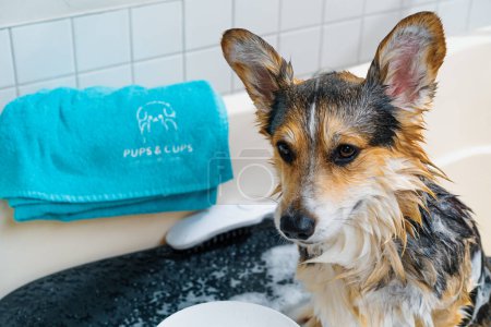Téléchargez les photos : Un toiletteur lave le chien corgi dans la salle de bain avec un shampooing spécial dans un salon de toilettage soin des animaux portrait d'un animal humide - en image libre de droit