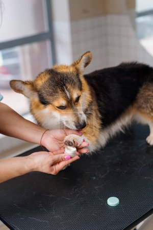 Foto de Retrato de un perro corgi un peluquero o veterinario aplica crema a la pata en un salón o clínica de cuidado de mascotas - Imagen libre de derechos