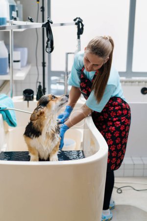 Foto de Un peluquero lava a un perro corgi en el baño con un champú especial en la higiene del cuidado de mascotas salón de aseo - Imagen libre de derechos
