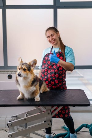 Foto de Retrato de una chica de peluquería profesional calificada que muestra un super signo con un perro corgi después de terminar los procedimientos de aseo en el salón - Imagen libre de derechos