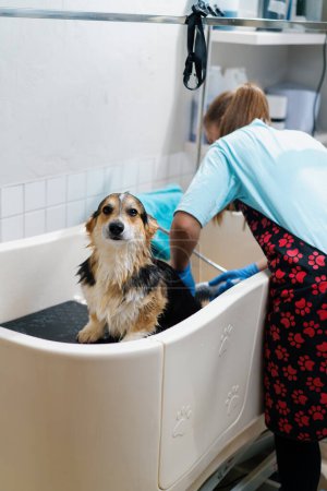 Photo for A groomer washes a corgi dog in the bathroom with a special shampoo in grooming salon pet care hygiene - Royalty Free Image