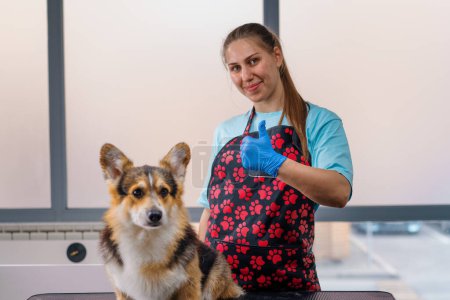 Photo for Portrait of a qualified professional groomer girl showing a super sign with a corgi dog after finishing grooming procedures in salon - Royalty Free Image