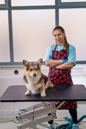 Téléchargez les photos : Portrait d'une femme toiletteuse qualifiée avec un chien corgi après avoir terminé les procédures de toilettage dans le salon - en image libre de droit