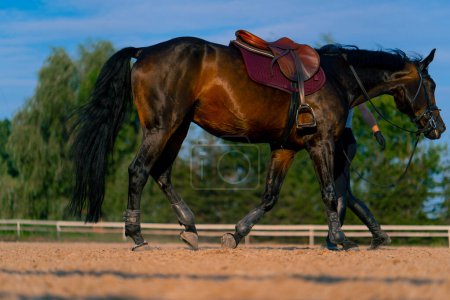 Foto de Un jinete de casco lleva a su hermoso caballo negro por el arnés en la arena de montar a caballo durante el paseo - Imagen libre de derechos