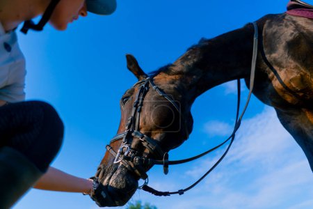 Téléchargez les photos : Une cavalière casquée nourrit son beau cheval noir de sa main dans l'arène équestre pendant une promenade à cheval - en image libre de droit