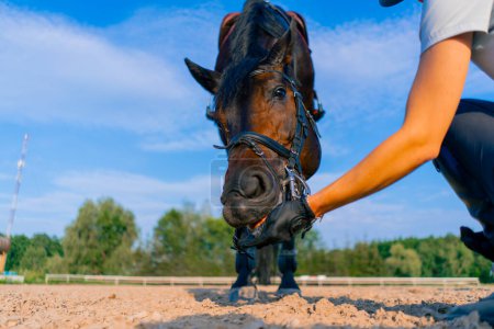 Foto de Un jinete con casco alimenta a su hermoso caballo negro de su mano en la arena ecuestre durante el paseo a caballo - Imagen libre de derechos