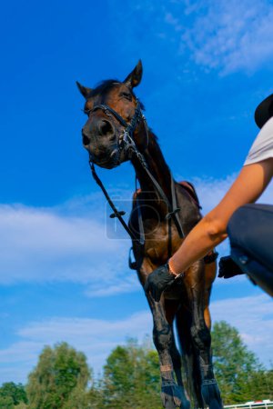 Téléchargez les photos : Une cavalière casquée nourrit son beau cheval noir de sa main dans l'arène équestre pendant une promenade à cheval - en image libre de droit