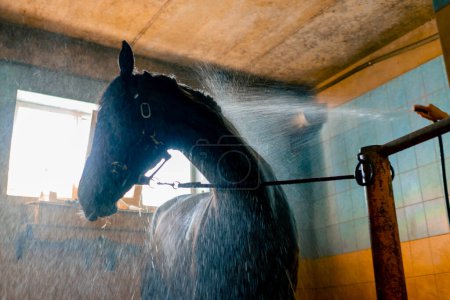Foto de Primer plano de un hermoso caballo negro de pie en la ducha mientras se lava en el establo después de montar a caballo - Imagen libre de derechos