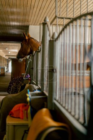 Foto de Un caballo de color marrón mira por encima de la valla de metal desde un puesto en un establo de campo concepto amante de los caballos - Imagen libre de derechos