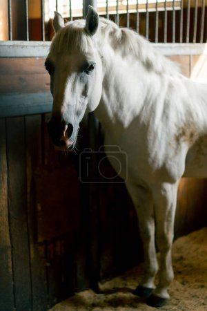 Foto de Retrato de hermoso caballo blanco parado en un establo en un establo Concepto de amor por los caballos y el deporte ecuestre - Imagen libre de derechos