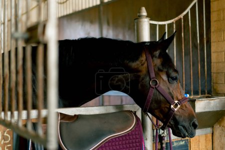 Téléchargez les photos : Portrait de beau cheval noir debout dans une stalle à l'écurie et manger du foin concept d'amour pour les sports équestres et les chevaux - en image libre de droit