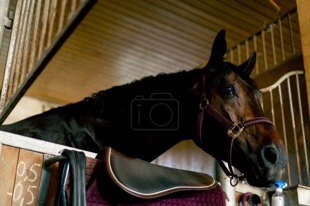 Téléchargez les photos : Portrait de beau cheval noir debout dans une stalle à l'écurie et manger du foin concept d'amour pour les sports équestres et les chevaux - en image libre de droit