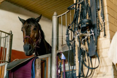 Téléchargez les photos : Portrait de beau cheval noir debout dans un stalle au concept stable de l'amour pour les sports équestres et les chevaux - en image libre de droit