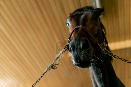 Foto de Retrato de hermoso caballo negro de pie en un puesto en el concepto estable de amor por los deportes ecuestres y caballos - Imagen libre de derechos