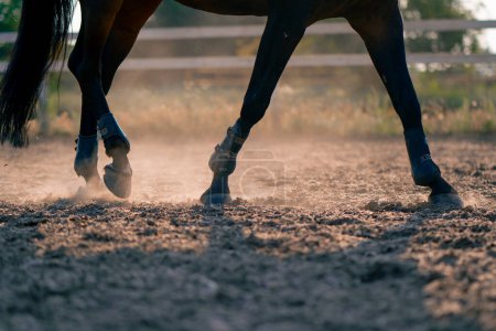 Téléchargez les photos : Gros plan des sabots du cheval noir lors d'une balade à cheval sur le sable le concept d'amour pour les sports équestres - en image libre de droit