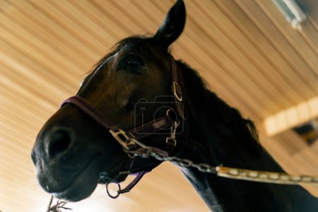 Foto de Retrato de hermoso caballo negro de pie en un puesto en el concepto estable de amor por los deportes ecuestres y caballos - Imagen libre de derechos