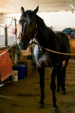Photo for Portrait of black beautiful horse that stands tied in a stall concept of love for equestrian sports and horses - Royalty Free Image