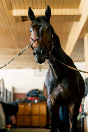 Foto de Retrato de hermoso caballo negro que se encuentra atado en un puesto concepto de amor por los deportes ecuestres y caballos - Imagen libre de derechos
