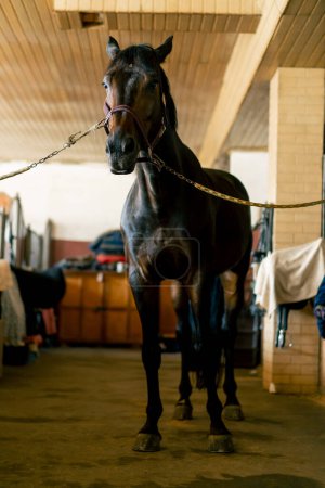 Téléchargez les photos : Portrait de beau cheval noir qui se tient attaché dans un concept de stalle de l'amour pour les sports équestres et les chevaux - en image libre de droit