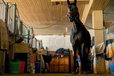 Foto de Retrato de hermoso caballo negro que se encuentra atado en un puesto concepto de amor por los deportes ecuestres y caballos - Imagen libre de derechos