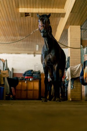 Téléchargez les photos : Portrait de beau cheval noir qui se tient attaché dans un concept de stalle de l'amour pour les sports équestres et les chevaux - en image libre de droit