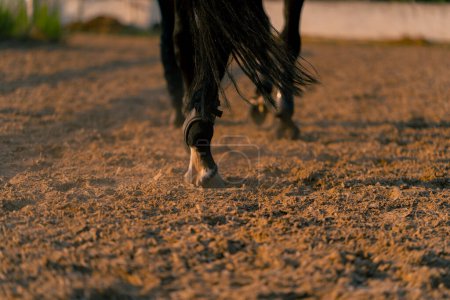 Foto de Primer plano de los cascos de caballo negro durante un paseo a caballo en la arena el concepto de amor por los deportes ecuestres - Imagen libre de derechos