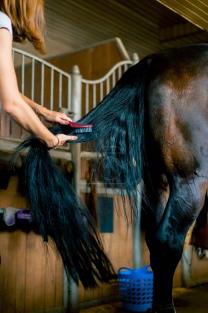 Foto de Primer plano de chica trabajadora estable peinando la cola de un caballo negro en el concepto de establos de amor para el deporte ecuestre - Imagen libre de derechos