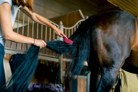 Téléchargez les photos : Gros plan d'une travailleuse d'écurie peignant la queue d'un cheval noir dans l'écurie concept d'amour pour le sport équestre - en image libre de droit