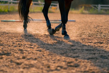 Photo for Close-up of black horse's hooves during a horseback ride on the sand the concept of love for equestrian sports - Royalty Free Image