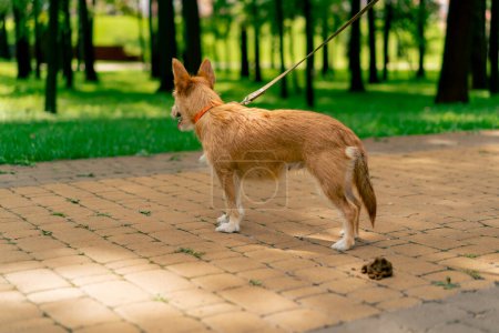 Photo for A small red dog pooped on the footpath in the city park a bunch of excrements near the dog environment - Royalty Free Image