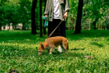 Photo for Woman picking up dog poop  from the lawn in a city park A woman is holding blue plastic bag with pet excrement environmental protection - Royalty Free Image