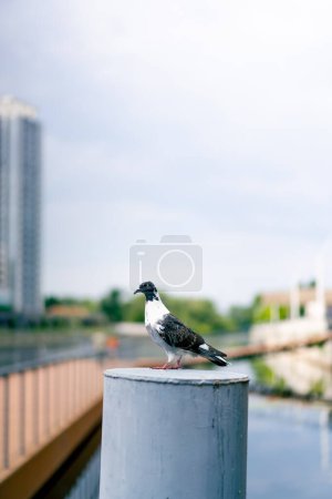 Téléchargez les photos : Pigeon oiseau de rue assis sur la jetée sur le fond du ciel et la ville urbaine - en image libre de droit