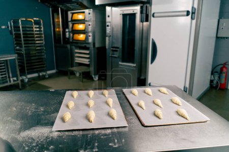 Foto de Croissants crudos idénticos mienten en la cocina de la panadería en las hojas de hornear con el pergamino preparado para hornear en el horno - Imagen libre de derechos