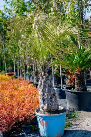 Foto de Una gran palmera en forma de abanico crece en una olla de barro grande sobre un fondo de hermosas flores exóticas en el jardín - Imagen libre de derechos