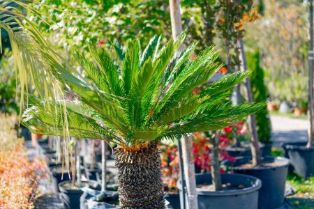 Téléchargez les photos : Un grand palmier en éventail pousse dans un grand pot d'argile sur un fond de belles fleurs exotiques dans le jardin - en image libre de droit