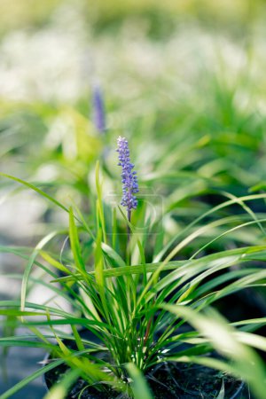 Foto de Primer plano marco de una flor de la planta herbácea perenne liriope plantado en el jardín para la decoración - Imagen libre de derechos
